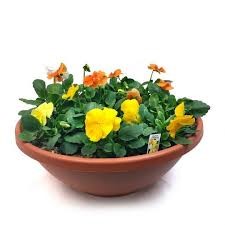 Pansy bowls