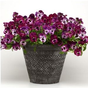 Wave Pansy