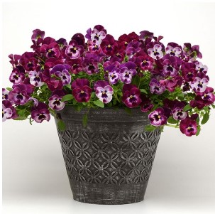 Wave Pansy