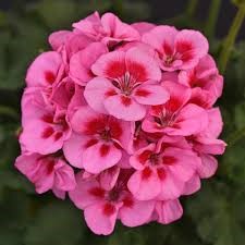 Zonal Geraniums